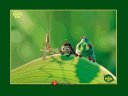 Bugs Life - &nbsp;