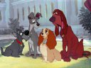 Lady and Tramp - &nbsp;